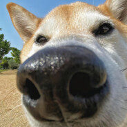 重伤倒地我的拿手好戏