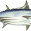 White Tuna