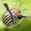 PotatoBug