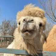 不会唱沙漠骆驼的小骆