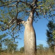 BoabTree - steam id 76561197967644750