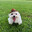 Luffa