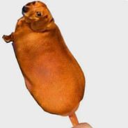 家养迷你小腊肠