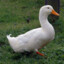 I&#039;m A Duck (Quack)