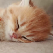 愿天堂没有闹钟