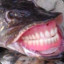 A Fish With Dentures