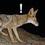 coyotes