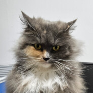 沙头角陈冠希Edison