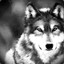 Pro_Wolf