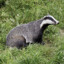 Badger