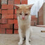 Aiyce One Eyed Cat