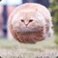 furball