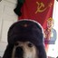 Sovietic Dog