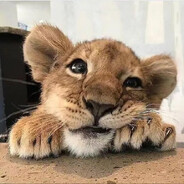 腹肌太硬无法剖腹自尽