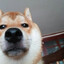 дм гений