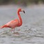 FlamingoGod_