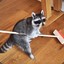sweeping raccoon