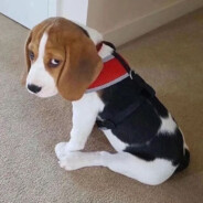 比格犬我只看奶的