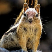 UncagedChipmunk