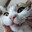 Silly Cat