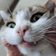 Silly Cat