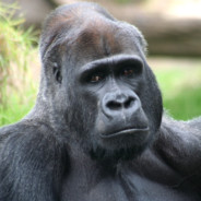 Goryl569