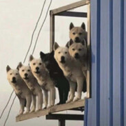 邹哥有一把大炮