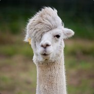 Alpacafulminante