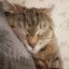 Anton_h