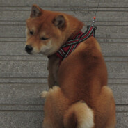 可以让纽特妈妈吸一下吗