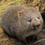 Wombat