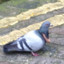 ¼ of a Pigeon