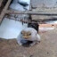 Sapo ensaboado