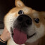 puppy (lobotomized)