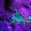 Deathstalker