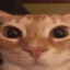 OrangeCat