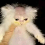 zozo