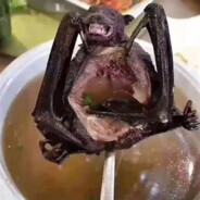 bat soup