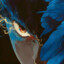 Blue短裤