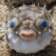 Avatar of player Толстолобик
