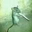 SpookyTheRat4201