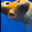 FloobFish