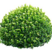 Lumalee