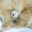 Polar Games 2.0