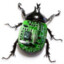 immortalbug