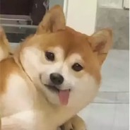 帅强哈拉少