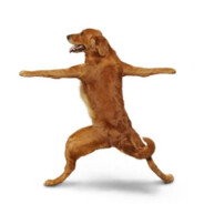 战地研究科学教授