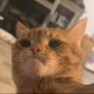 Cat Boxing