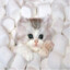 Shmallow cat
