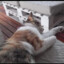 Gatito